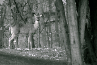 Black and white photo of a deer