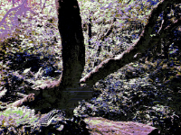 Picture of tree taken with circuitbent camera